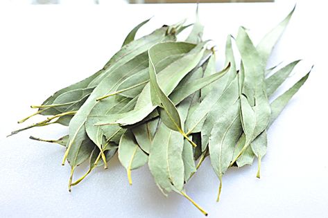 How To Make Eucalyptus Tea – Benefits and Side Effects